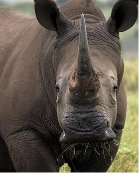 Kifaru Safari